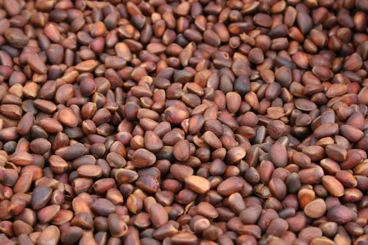 Кедровые орехи